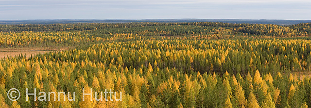 2006_09_23 071a.jpg
elimyssalo metsämaisema syksy maisema kuhmo ruska panoraama ruskamaisema
Avainsanat: elimyssalo metsämaisema syksy maisema kuhmo ruska panoraama ruskamaisema