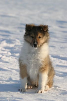 101_0145_RJ.jpg
collie pentu skotlanninpaimenkoira talvi lemmikki koira
Avainsanat: collie pentu skotlanninpaimenkoira talvi lemmikki koira
