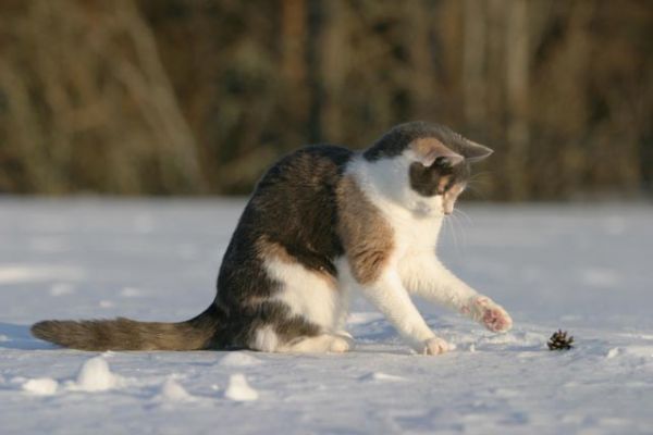 101_0165_RJ.jpg
kissa talvi lemmikki leikki käpy
Avainsanat: kissa talvi lemmikki leikki käpy