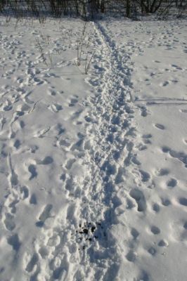 102_0245_RJ.jpg
metsäkauris jälki jätökset uloste capreolus riistanisäkäs riistaeläin talvi lumi hanki
Avainsanat: metsäkauris jälki jätökset uloste capreolus riistanisäkäs riistaeläin talvi lumi hanki