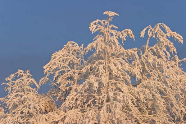 20040118_005.jpg
talvi kuura huurre koivu lehtipuu lumi paljakka hyrynsalmi pakkanen
Avainsanat: talvi kuura huurre koivu lehtipuu lumi paljakka hyrynsalmi pakkanen