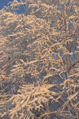 20040118_007.jpg
haapa talvi kuura huurre puu
Avainsanat: haapa talvi kuura huurre puu