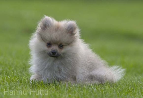 20040705_013.jpg
kleinspipz pentu koira nurmikko piha nätti söpö pieni lemmikki kesä
Avainsanat: kleinspipz pentu koira nurmikko piha nätti söpö pieni lemmikki kesä