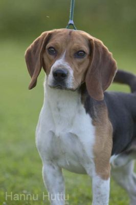 20040708_029.jpg
beagle kesä koira metsästyskoira lemmikki
Avainsanat: beagle kesä koira metsästyskoira lemmikki