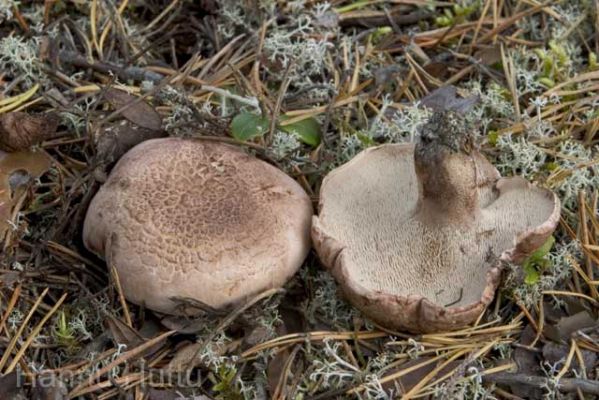 20040907_005.jpg
ruokasieni sieni luonnontuote sienestys ravinto
Avainsanat: ruokasieni sieni luonnontuote sienestys ravinto