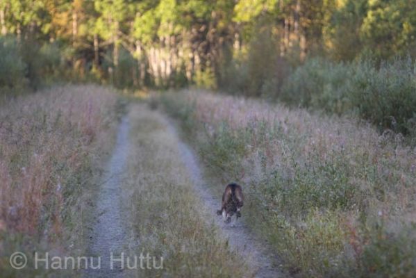 2005_09_04 023.jpg
suomenajokoira jäniskoira jäniksenmetsästys vainu haju jälki syksy metsästyskoira 
Avainsanat: suomenajokoira jäniskoira jäniksenmetsästys vainu haju jälki syksy metsästyskoira