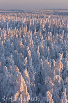 2006_02_12 170.jpg
kuura huurre tykky lumi talvi metsä maisema elimyssalo kuhmo
Avainsanat: kuura huurre tykky lumi talvi metsä maisema elimyssalo kuhmo