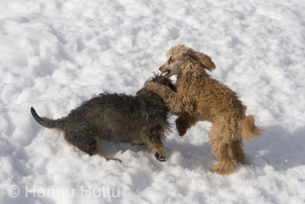 2006_04_17 067.jpg
karkeakarvainen mäyräkoira kääpiövillakoira lemmikki koira kevät lumi leikki leikkiä
Avainsanat: karkeakarvainen mäyräkoira kääpiövillakoira lemmikki koira kevät lumi leikki leikkiä