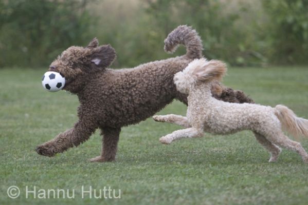 2006_07_27 031.jpg
espanjanvesikoira lemmikki koira kesä juoksee vauhti kääpiövillakoira
Avainsanat: espanjanvesikoira lemmikki koira kesä juoksee vauhti kääpiövillakoira
