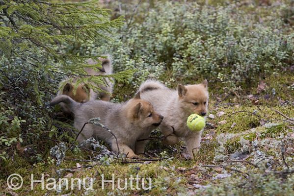 2007_04_25 050.jpg
suomenpystykorvan pentu koira koiranpentu metsästyskoira koiranpennut leikkivät
Avainsanat: suomenpystykorvan pentu koira koiranpentu metsästyskoira koiranpennut leikkivät