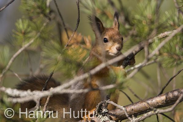 2008_09_25_100.jpg
orava sciurus vulgaris puussa männyssä syksy
Avainsanat: orava sciurus vulgaris puussa männyssä syksy