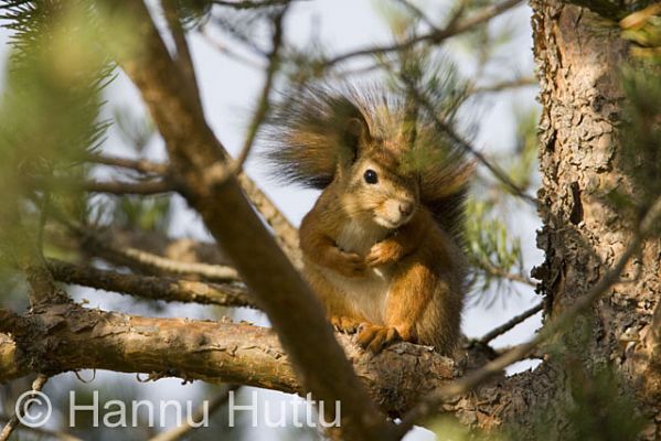 2008_09_25_108.jpg
orava sciurus vulgaris puussa männyssä syksy
Avainsanat: orava sciurus vulgaris puussa männyssä syksy