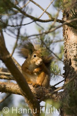2008_09_25_111.jpg
orava sciurus vulgaris puussa männyssä syksy
Avainsanat: orava sciurus vulgaris puussa männyssä syksy