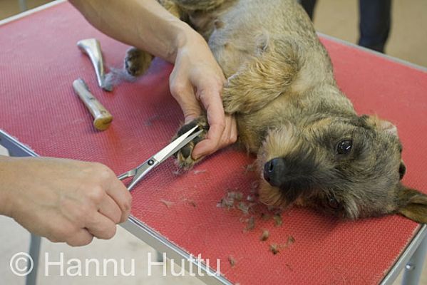 2009_03_23_066.jpg
koiran turkin hoito trimmaus karkeakarvainen mäyräkoira 
Avainsanat: koiran turkin hoito trimmaus karkeakarvainen mäyräkoira 