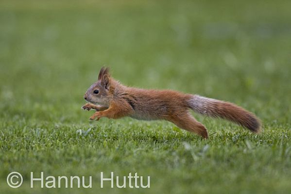 2009_05_24_019.jpg
orava sciurus vulgaris kesä loikka hyppy vauhti 
Avainsanat: orava sciurus vulgaris kesä loikka hyppy vauhti 