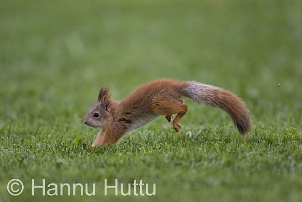 2009_05_24_020.jpg
orava sciurus vulgaris kesä loikka hyppy vauhti 
Avainsanat: orava sciurus vulgaris kesä loikka hyppy vauhti 