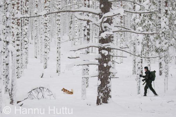 2012_01_15_004.jpg
näädänmetsästys talvi näätämetsällä suomenpystykorva metsästyskoira metsästäjä hiihtää 
Avainsanat: näädänmetsästys talvi näätämetsällä suomenpystykorva metsästyskoira metsästäjä hiihtää