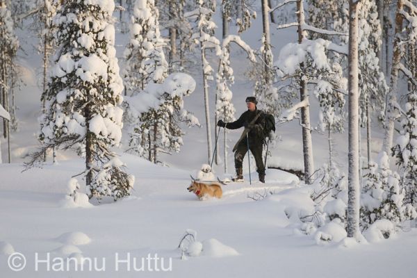 2012_01_15_040.jpg
näädänmetsästys talvi näätämetsällä suomenpystykorva metsästyskoira metsästäjä hiihtää 
Avainsanat: näädänmetsästys talvi näätämetsällä suomenpystykorva metsästyskoira metsästäjä hiihtää