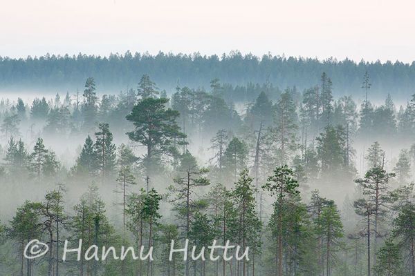 2014_08_10_037.jpg
metsämaisema sumu usva aamu kesä 
Avainsanat: metsämaisema sumu usva aamu kesä