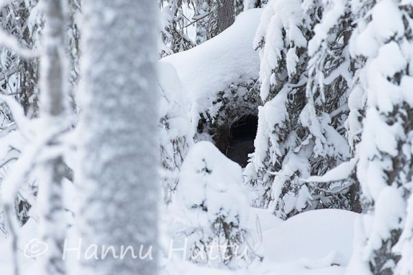 2014_12_27_037.jpg
karhu ursus arctos karhun talvipesä karhunpesä karhu nukkuu pesässä karhun pää näkyy talviuni lumi
Avainsanat: karhu ursus arctos karhun talvipesä karhunpesä karhu nukkuu pesässä karhun pää näkyy talviuni lumi