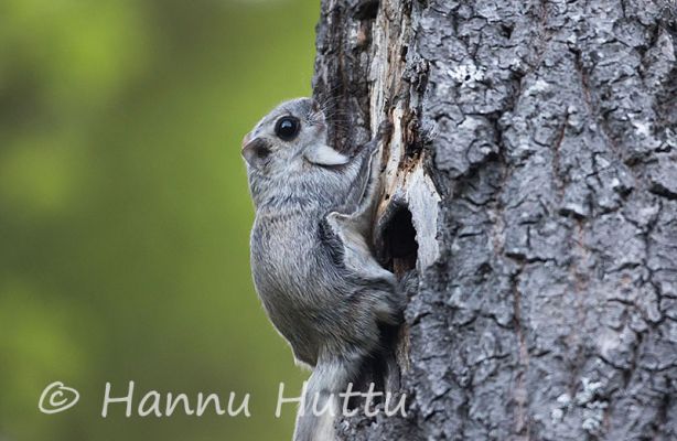 2015_06_29_009.jpg
liito-orava pteromys volans kesä
Avainsanat: liito-orava pteromys volans kesä