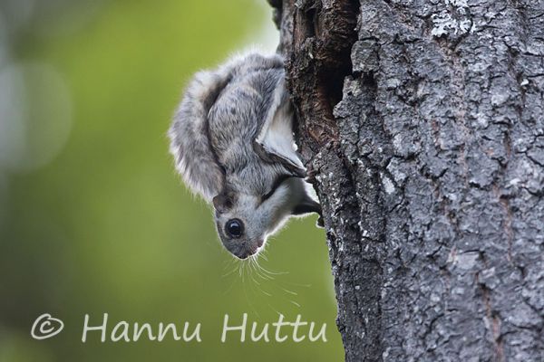 2015_06_29_053.jpg
liito-orava pteromys volans kesä
Avainsanat: liito-orava pteromys volans kesä