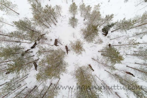 20170415_057.jpg
hirvi alces alces lauma ilmakuva talvi metsä
Avainsanat: hirvi alces alces lauma ilmakuva talvi metsä