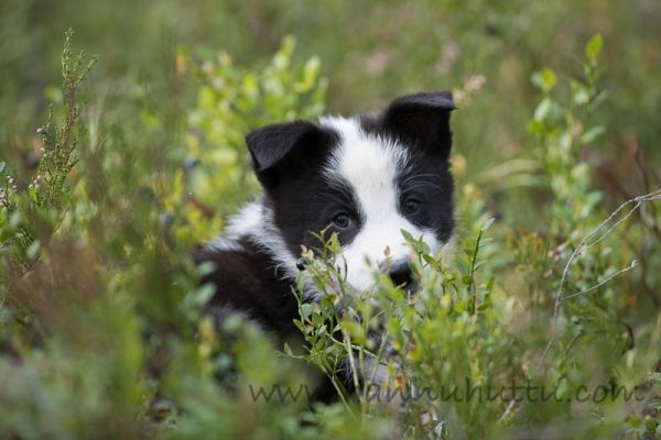 20170907_001.jpg
karjalankarhukoiran pentu koiranpentu kesä
Avainsanat: karjalankarhukoiran pentu koiranpentu kesä