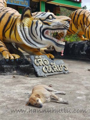 20171218_130423.jpg
sekarotuinen koira thaimaa kulkukoira nukkuu
Avainsanat: sekarotuinen koira thaimaa kulkukoira nukkuu