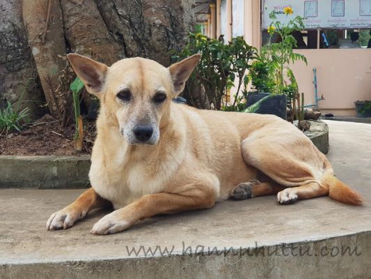 20171218_130636.jpg
sekarotuinen koira thaimaa kulkukoira 
Avainsanat: sekarotuinen koira thaimaa kulkukoira