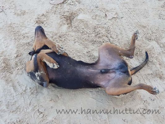 20171219_075024.jpg
sekarotuinen koira thaimaa kulkukoira hiekka ranta
Avainsanat: sekarotuinen koira thaimaa kulkukoira hiekka ranta