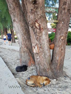 20171220_075249.jpg
sekarotuinen koira thaimaa kulkukoira nukkuu
Avainsanat: sekarotuinen koira thaimaa kulkukoira nukkuu