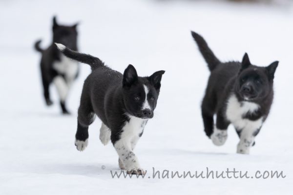 20180421_006.jpg
karjalankarhukoiran pentu koiranpentu lumi talvi
Avainsanat: karjalankarhukoiran pentu koiranpentu lumi talvi