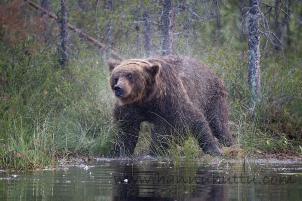 20180725_104.jpg
karhu ursus arctos märkä turkki
Avainsanat: karhu ursus arctos märkä turkki