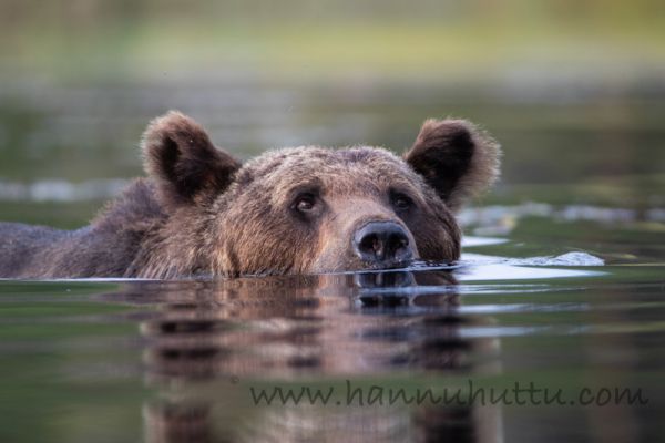 20180802_146.jpg
karhu ursus arctos kesä uimassa vedessä vesi
Avainsanat: karhu ursus arctos kesä uimassa vedessä vesi