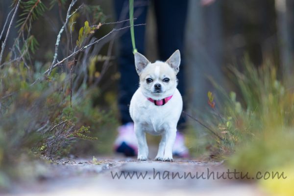 20180929_090.jpg
Chihuahua koira retkeilyreitti pitkospuut patikointi retkeily kesä
Avainsanat: Chihuahua koira retkeilyreitti pitkospuut patikointi retkeily kesä