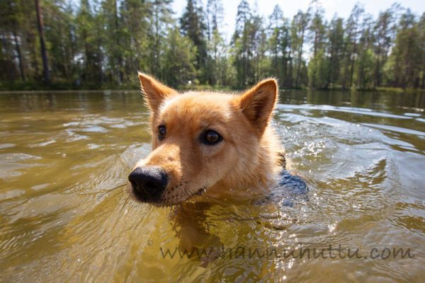 20190727_019.jpg
suomenpystykorva koira uimassa kesä
Avainsanat: suomenpystykorva koira uimassa kesä