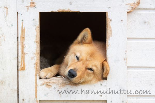 20190917_008
suomenpystykorva koira koirankoppi nukkuu
Avainsanat: suomenpystykorva koira koirankoppi nukkuu