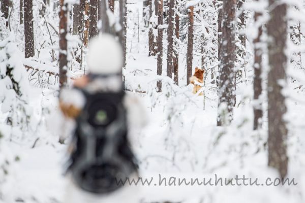 20191101_001
linnunhaukkukoe lumi suomenpystykorva metsästyskoira lintuhaukku tuomari 
