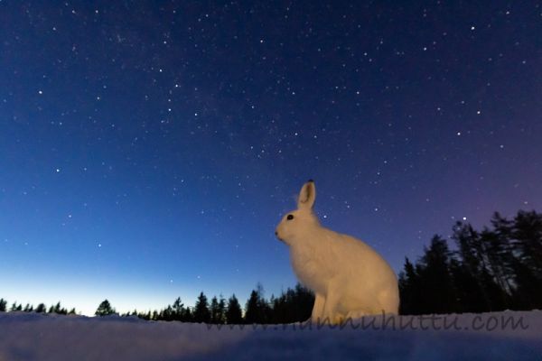 20200321_006
jänis lepus timidus metsäjänis talvipuku talvipukuinen lumi yö tähtitaivas
Avainsanat: jänis lepus timidus metsäjänis talvipuku talvipukuinen lumi yö tähtitaivas