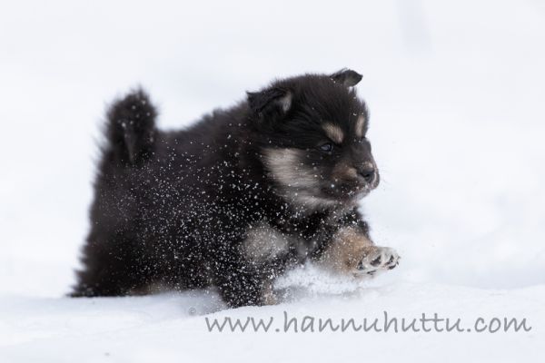 20200322_034
suomenlapinkoira suomenlapinkoiran pentu talvi lumi koiranpentu
Avainsanat: suomenlapinkoira suomenlapinkoiran pentu talvi lumi koiranpentu