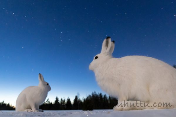 20200401_013
jänis lepus timidus metsäjänis talvipuku talvipukuinen lumi yö tähtitaivas 
Avainsanat: jänis lepus timidus metsäjänis talvipuku talvipukuinen lumi yö tähtitaivas