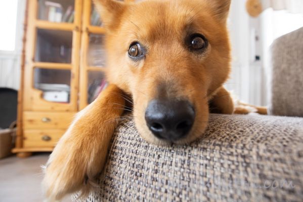 20210321014
suomenpystykorva koira sisällä sohvalla 
Avainsanat: suomenpystykorva koira sisällä sohvalla