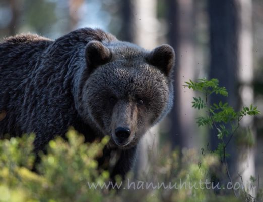 20210603037
karhu ursus arctos kesä metsässä
Avainsanat: karhu ursus arctos kesä metsässä