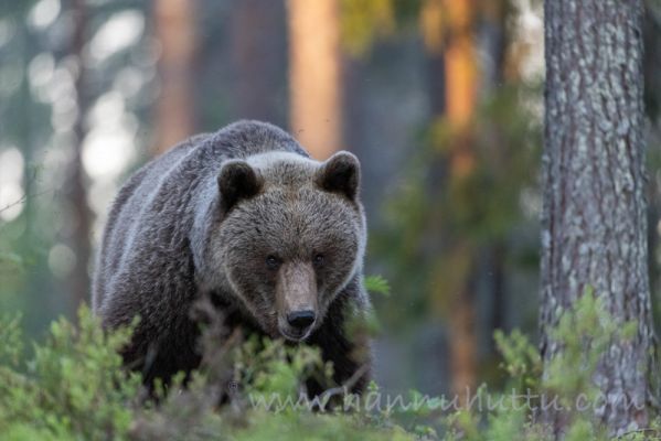 20210604001
karhu ursus arctos kesä metsässä
Avainsanat: karhu ursus arctos kesä metsässä