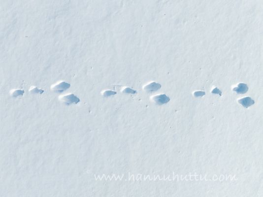 202304030007
metsäjänis lepus timidus talvi jäniksen jäljet lumella lumi jälki lumijälki
Avainsanat: metsäjänis lepus timidus talvi jäniksen jäljet lumella lumi jälki lumijälki