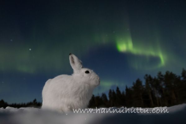 202304050009-2
metsäjänis lepus timidus talvi talvipuku valkoinen jänis talvi revontulet aurora borealis yö 
Avainsanat: metsäjänis lepus timidus talvi talvipuku valkoinen jänis talvi revontulet aurora borealis yö