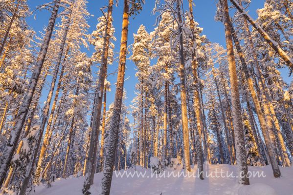 202401080004
hossan kansallispuisto hossa talvi metsämaisema 
Avainsanat: hossan kansallispuisto hossa talvi metsämaisema