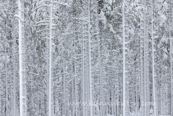 202401100002
mäntymetsä talvi talousmetsä lumi puunrunko metsämaisema
Avainsanat: mäntymetsä talvi talousmetsä lumi puunrunko metsämaisema