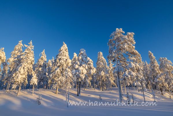 202401120084
metsämaisema suomaisema talvi lumi pakkanen huurre kuura talvimaisema
Avainsanat: metsämaisema suomaisema talvi lumi pakkanen huurre kuura talvimaisema